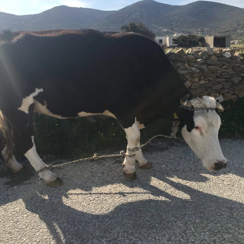 Βασανισμός ζώων στην Πάρο: Πρέπει να δοθεί ένα τέλος (εικόνες-βίντεο)